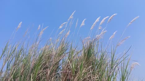 Wildes-Gras-Wird-Morgens-Von-Der-Küstenbrise-Verweht
