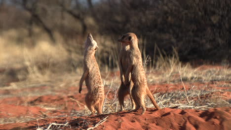 Three-meerkats-stand-close-to-their-den-and-look-up-to-spot-birds-of-prey