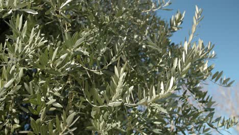 Olive-tree-with-thick,-lush-foliage-that-moves-in-the-wind