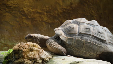 Aldabra-Giant-Tortoise-at-Ecorium-Botanical-Garden-turns-head-looks-to-camera