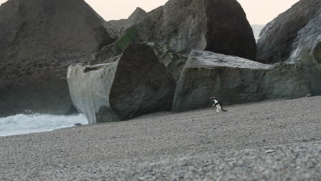 Pingüino-Crestado-De-Fiordland,-Tawaki-Corriendo-En-La-Orilla-De-Guijarros-De-La-Playa-De-Monro-Al-Amanecer-En-Nueva-Zelanda
