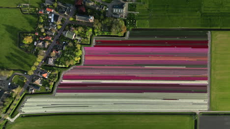 Impresionante-Vista-Aérea-De-Hermosos-Y-Coloridos-Campos-De-Tulipanes-En-Aartswoud,-Países-Bajos