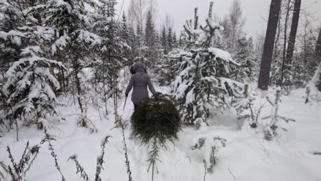 Women-carry-spruce-Christmas-tree-in-frozen-snowy-forest-in-winter-wonderland-scenery
