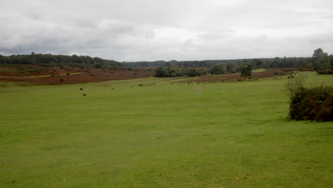 shot-looking-south-of-Horseshoe-Bottom-and-Longslade-Heath-with-dogs-in-the-New-Forest