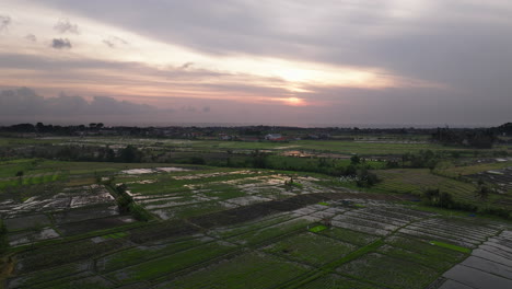 Flock-of-white-birds-fly-over-flooded-rice-fields-in-Bali