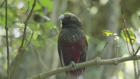 Kaka-Bird-Perched-In-The-Forest-In-Wellington,-New-Zealand---Close-Up