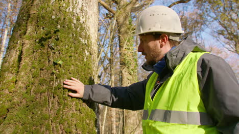 Male-engineer-touching-the-tree-trunk-with-his-hand-analyzing-its-texture,-handheld