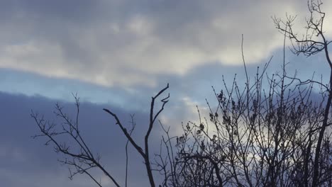 Close-up-of-leafless-tree-branch-against-sky-with-heavy-clouds-in-winter