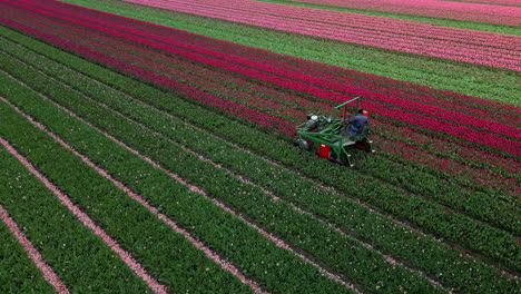Aerial-drone-view-agricultural-machinery-working-in-colorful-tulip-fields-cuts-flowers-better-ripening-bulbs,-The-Netherlands