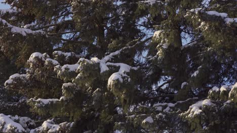 Close-up-of-snow-covered-cedar-branches-swaying-in-wind