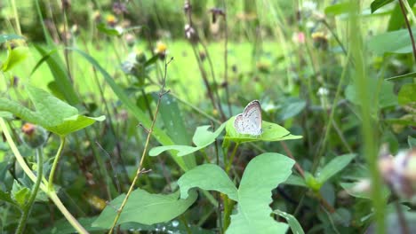 Butterflies-perched-on-green-leaves-in-the-grass-in-the-park