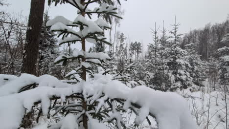 Thick-layer-of-snow-on-small-fir-tree,-close-up-view