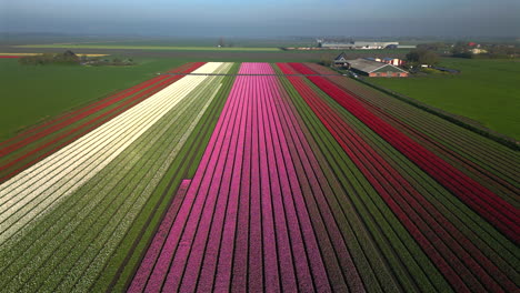 Vista-Aérea-De-Drones-Coloridos-Campos-De-Tulipanes-En-Una-Mañana-Soleada-En-Schermerhorn,-Países-Bajos