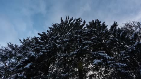 Schnee-Bedeckt-Den-Zedernbaum-Bei-Sonnenuntergang-Im-Winter,-Zeitraffer