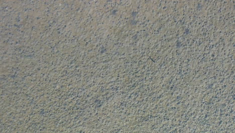 Drone-shot-of-tidal-flat-with-bird-stalking-prey-in-the-clear-water,-coastal-aerial