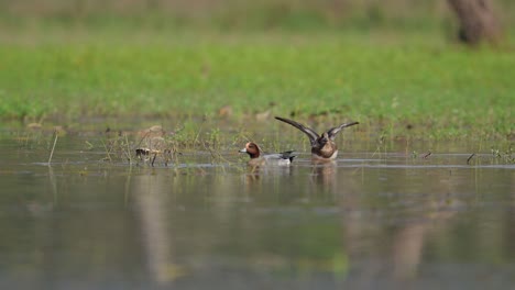 Gadwall-Ducks-Swimming-in-Pond-in-Forest