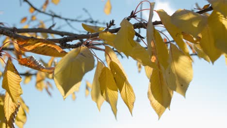 Yellow-cherry-leaves-hanging-from-the-branch-waiting-to-fall-carried-by-the-wind