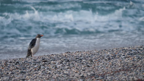 Pingüino-Nativo-De-Fiordland-En-La-Costa-Con-Olas-Rompiendo-Durante-La-Puesta-De-Sol-En-La-Costa-Oeste,-Nueva-Zelanda