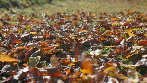 Wiese-Bedeckt-Mit-Orangefarbenen-Blättern,-Die-Von-Den-Bäumen-Gefallen-Sind