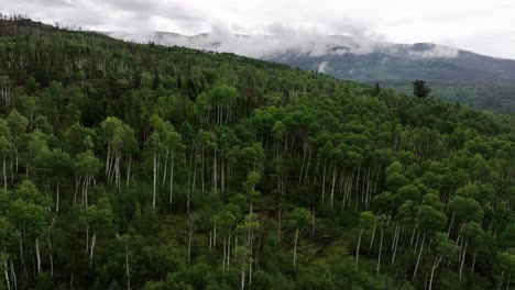 a-large-forest-of-lush-green-aspen-trees-in-the-foreground-with-a-foggy-atmospheric-mist-covered-mountain-range-in-the-background-in-Silverthorne-colorado-AERIAL-DOLLY