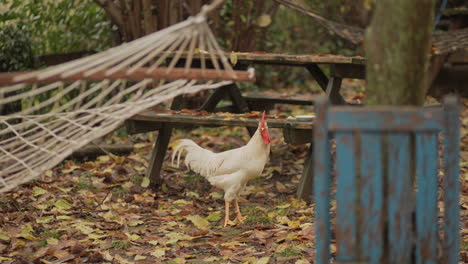 chicken-and-rooster-walking-around-the-farm