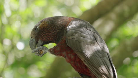 Kaka-Parrot-Feeding-From-Its-Claw-In-Wellington,-New-Zealand---Close-Up