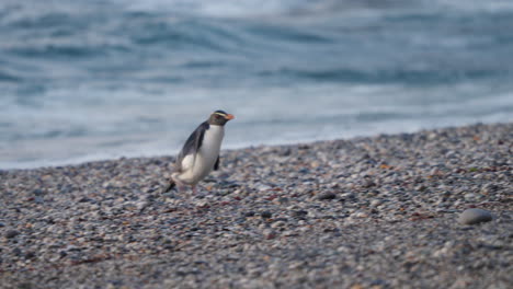 Lindo-Pingüino-Tawaki-Caminando-Por-La-Costa-Pedregosa-Durante-La-Puesta-De-Sol-En-La-Costa-Oeste,-Nueva-Zelanda