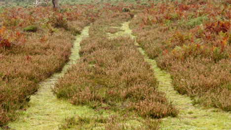wild-heather-growing-and-scrubland-in-the-New-Forest