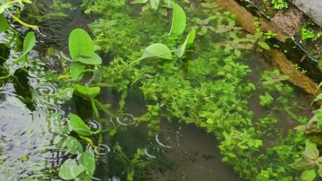 Pflanzen-Im-Wasser,-Wenn-Es-Regnet