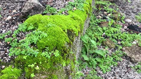 green-moss-covering-the-rock