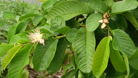 guava-leaves-that-start-to-flower-when-it-rains