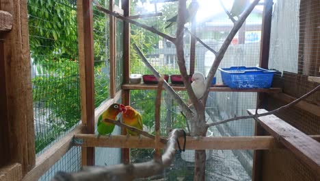 Birds-are-chatting-in-their-cages