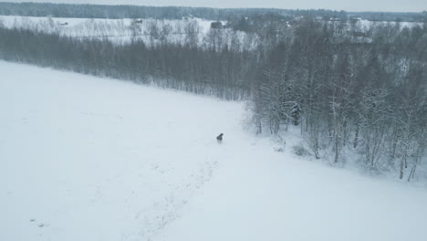 Wild-moose-running-into-winter-forest-in-Northern-Sweden,-aerial-view