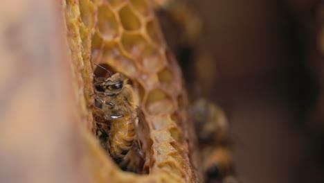 Side-view-of-a-Honey-comb-with-a-honey-bee-cleaning-up-its-face-with-legs-as-other-emerges-from-behind