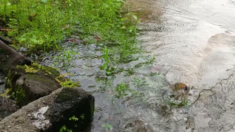 Regenwasser-Fällt-Auf-Felsen-Und-Gras