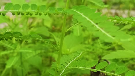 close-up-Sensitive-Plant-in-tropical-forest