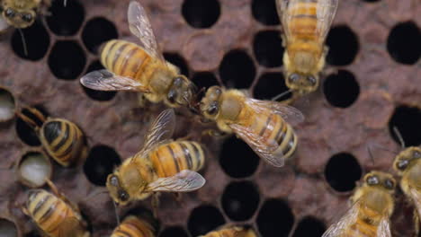 Zwei-Honigbienen-Kommunizieren-Miteinander,-Während-Andere-Sich-Um-Die-Honigzellen-Im-Bienenstock-Kümmern