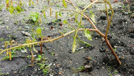 plants-that-start-to-grow-when-it-rains