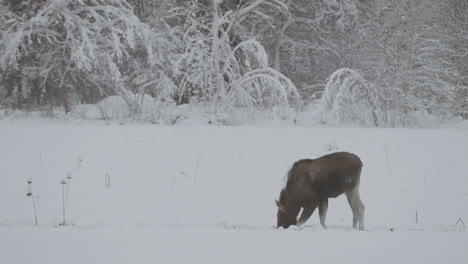 Moose-in-search-for-food-in-harsh-winter-wonderland-landscape,-distance-view