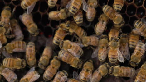 Worker-Honey-bees-tending-to-the-brood-cells-taking-care-of-honey-stock-and-new-born-babies