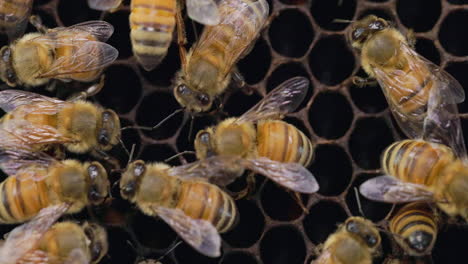 Honigbienen-Kommunizieren-Taktil-Miteinander-über-Ihre-Antennen-Und-Pheromone