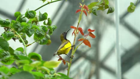 Pájaro-Cantor-Volando-Por-Los-Jardines-Junto-A-La-Bahía-En-Singapur,-Parte-2