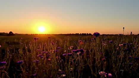 Rural-landscape-with-wild-flowers-and-bright-yellow-sunset,-time-lapse