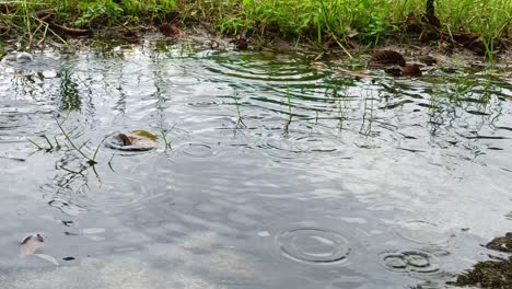Wasserpfützen-Auf-Dem-Gras,-Wenn-Es-Regnet