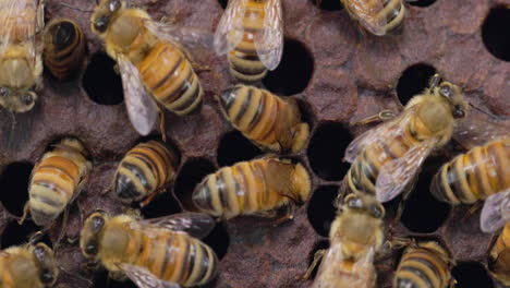 Arbeiterinnen-Europäischer-Honigbienen-Füllen-Die-Zellen-Mit-Honigvorräten,-Bevor-Sie-Sie-Mit-Wachs-Versiegeln