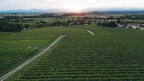 Narrow-field-path-between-green-agricultural-fields-in-the-light-of-the-setting-sun,-drone-view