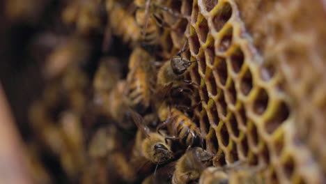Seitenansicht-Einer-Honigwabe-Mit-Arbeitern-Westlicher-Honigbienen,-Die-Sich-Um-Die-Schoten-Kümmern