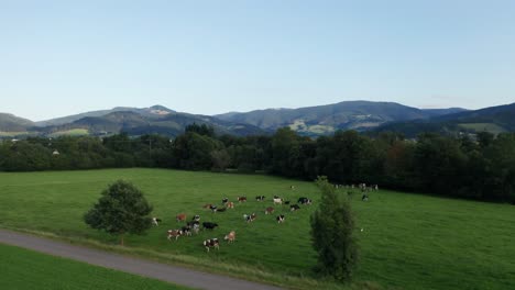 Herd-of-cows-standing-on-a-green-meadow-in-front-of-a-mountain-landscape,-drone-aerial