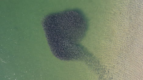 Aerial-footage-of-school-of-fish-swimming-along-the-shore-with-clear-ocean-waters,-drone-view-of-bait-ball