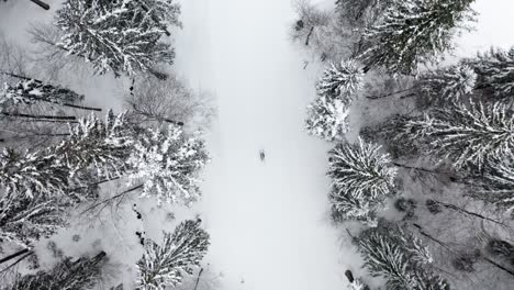 Lone-cross-country-skier-skiing-starts-his-descent-snow-track-at-the-edge-of-forest,-drone-aerial-top-view